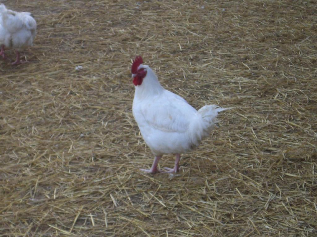 Gites De La Ferme Auberge De Mesauboin Bille Ngoại thất bức ảnh