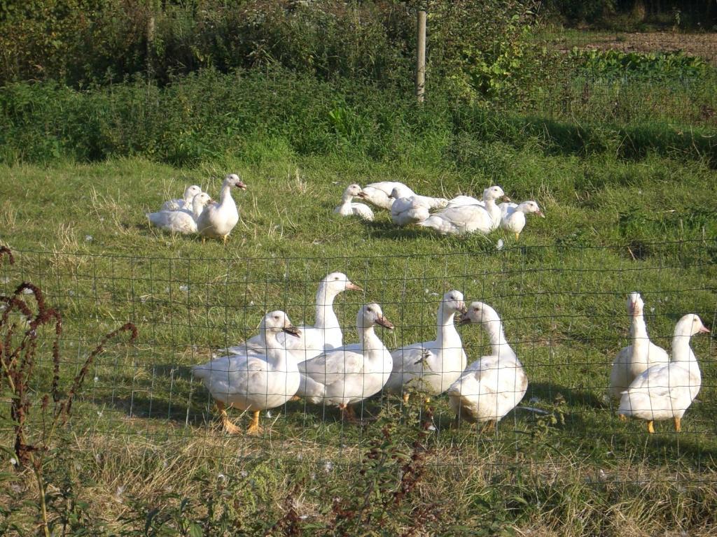 Gites De La Ferme Auberge De Mesauboin Bille Ngoại thất bức ảnh
